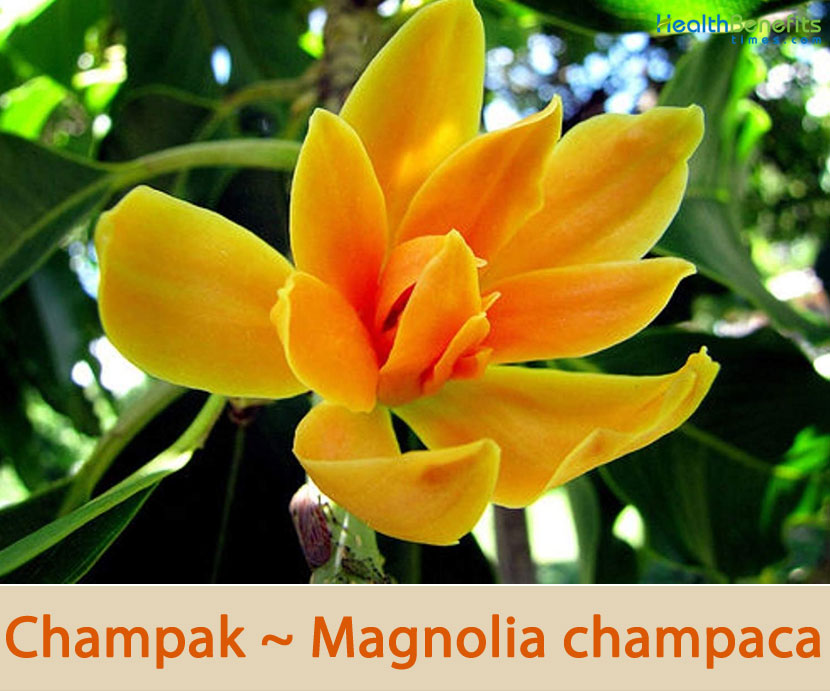 Champaca plant care