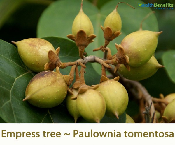 TraditionalusesandbenefitsofEmpresstree Health Benefits