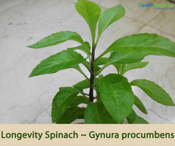 HealthbenefitsofLongevitySpinach Health Benefits