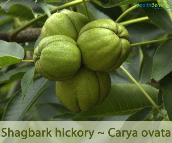 Shagbark hickory facts and health benefits
