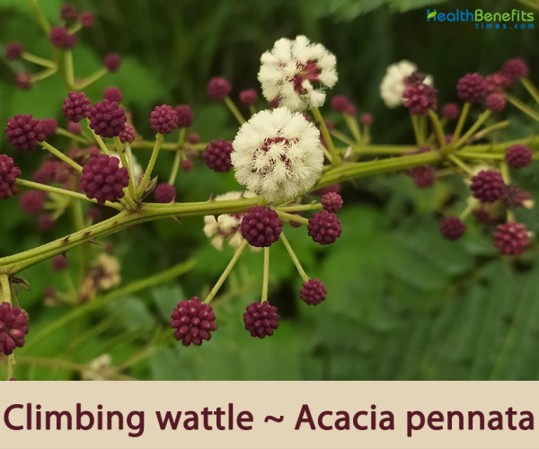 Climbing wattle facts and health benefits