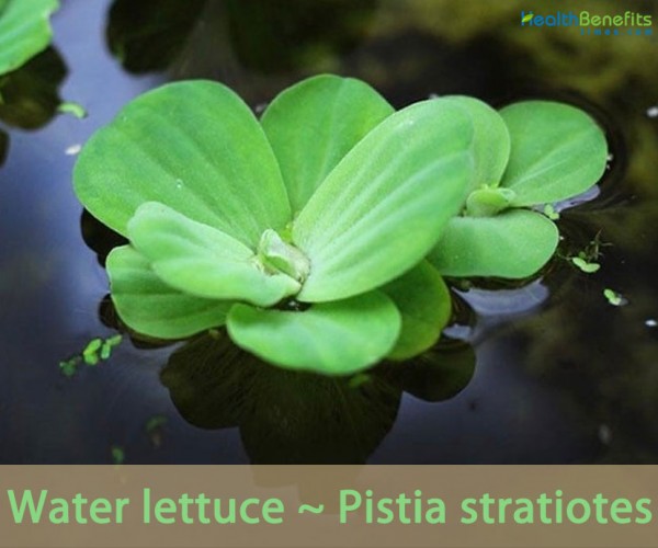 Water lettuce facts and health benefits