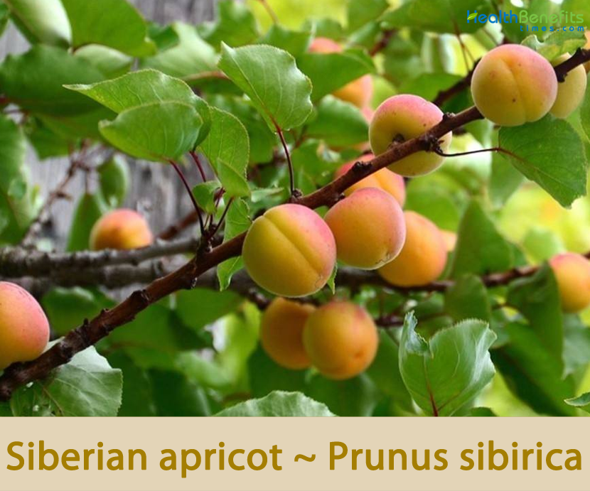 apricot facts and health benefits