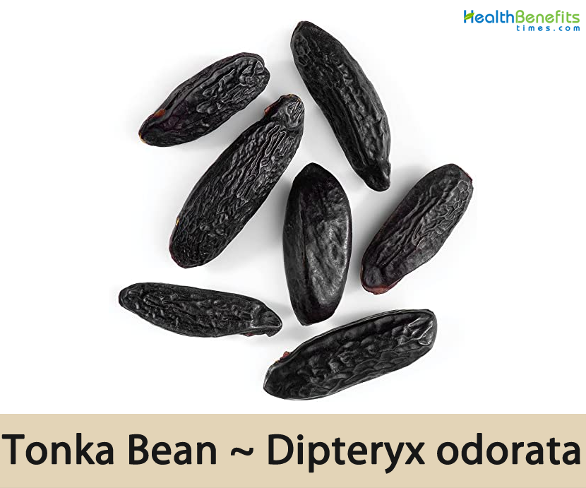Tonka Bean facts and health benefits