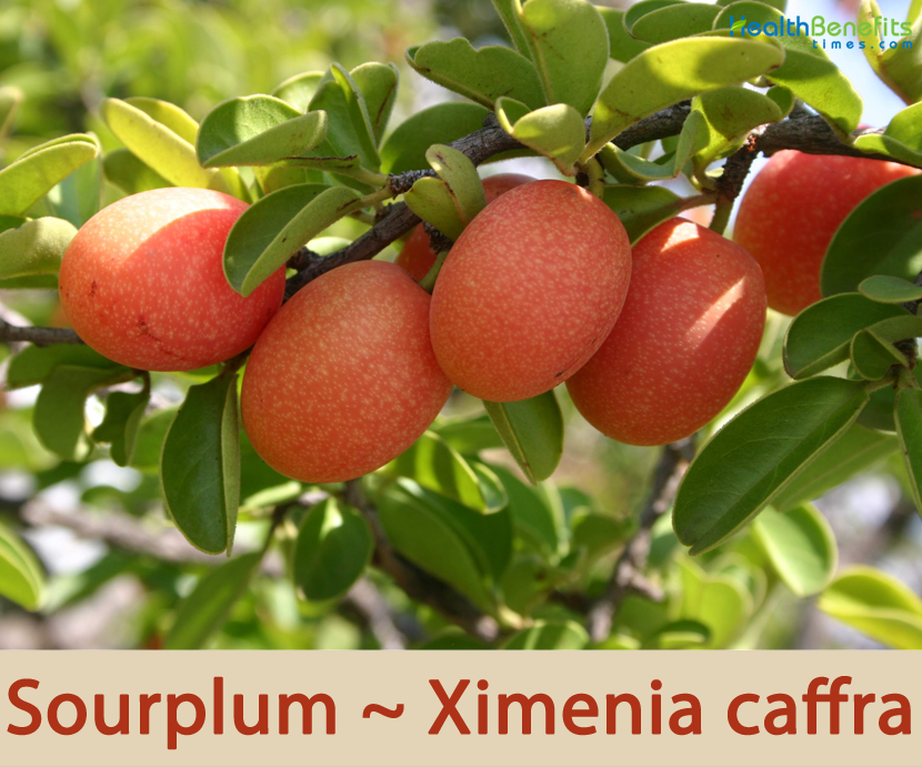 Sourplum Facts And Health Benefits