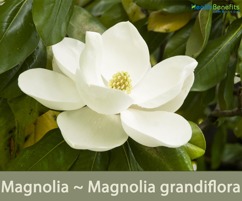 Magnolia facts and health benefits