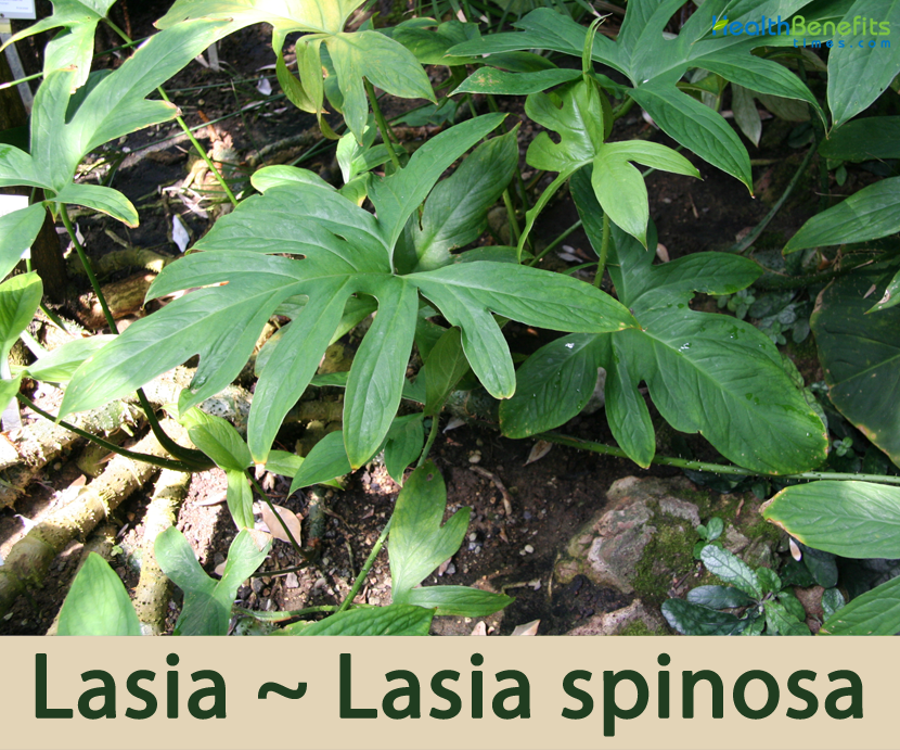 Traditional uses and benefits of Lasia
