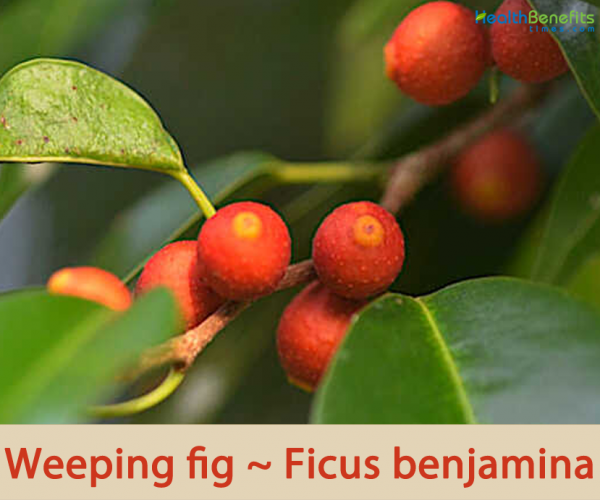 Weeping fig facts and health benefits