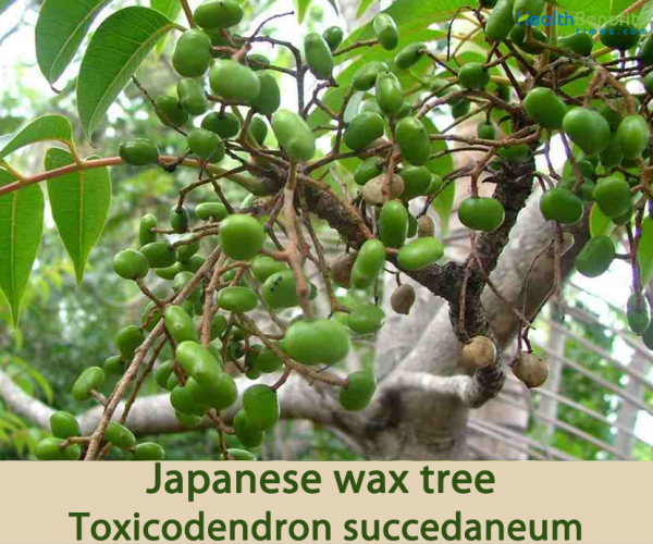 Japanese wax tree facts and health benefits