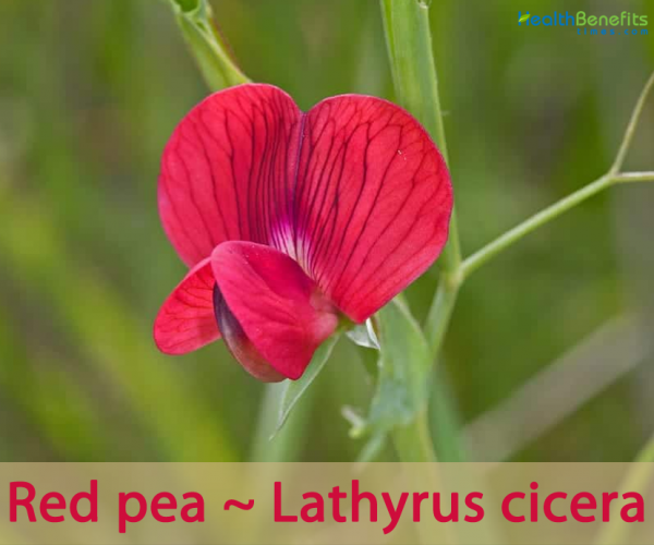 Red pea facts and health benefits
