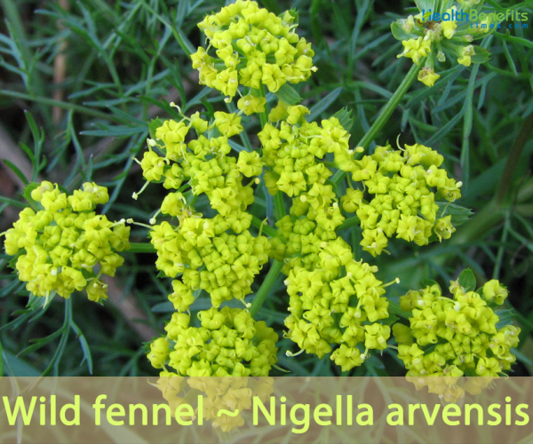 Wild fennel facts and health benefits