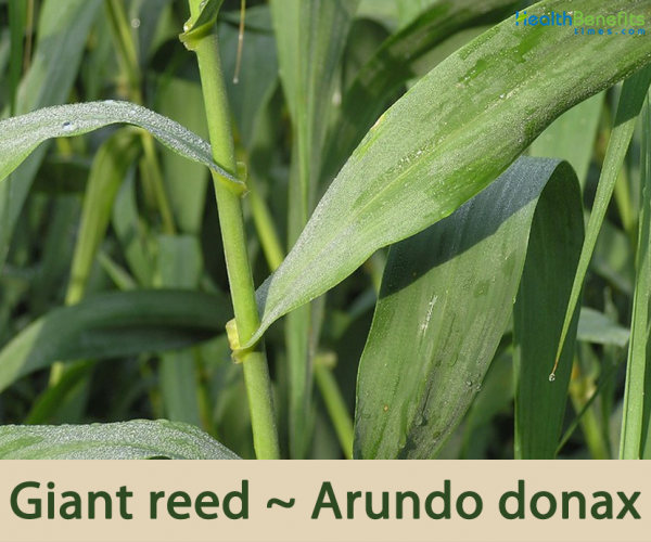 Giant reed facts and health benefits