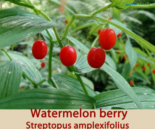 TraditionalusesandbenefitsofWatermelonBerry Health Benefits