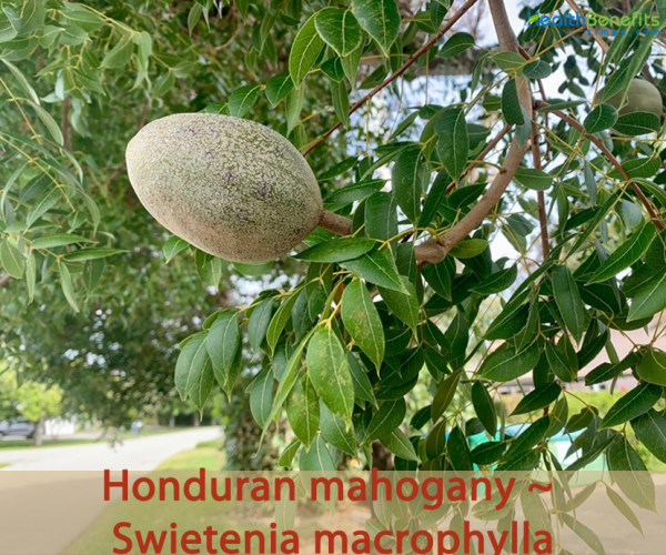 Honduran mahogany facts and health benefits