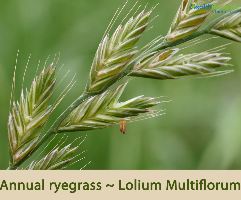 Annual Ryegrass Facts And Health Benefits