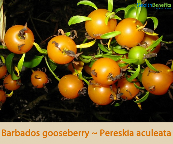 HealthbenefitsofBarbadosgooseberry Health Benefits