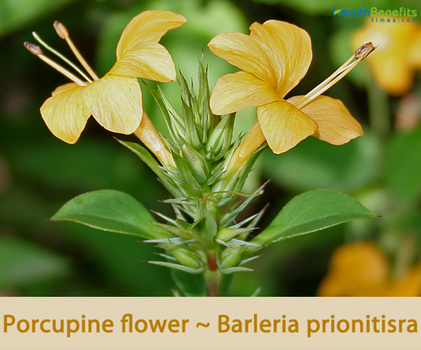 Porcupine flower facts and health benefits
