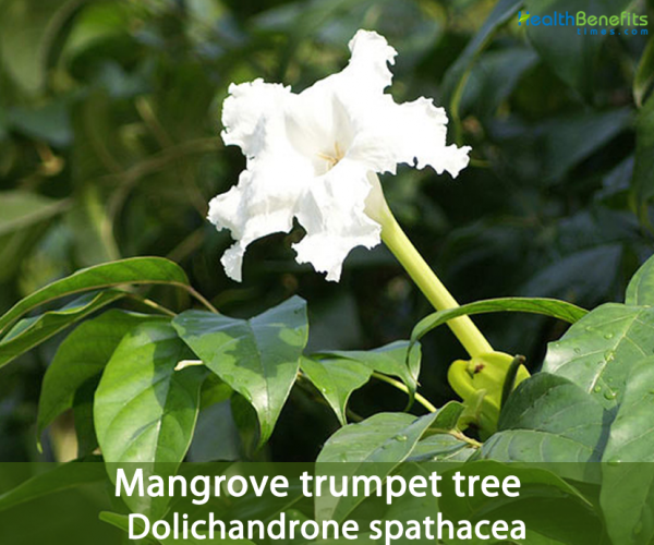 Mangrove trumpet tree facts and health benefits