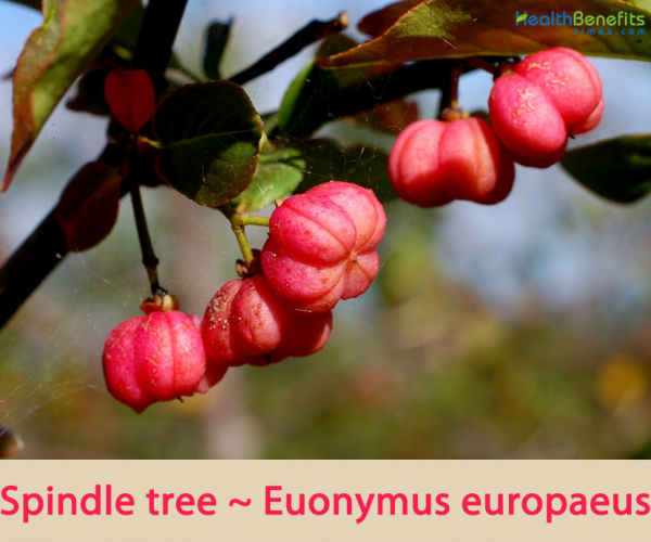 Spindle tree facts and health benefits