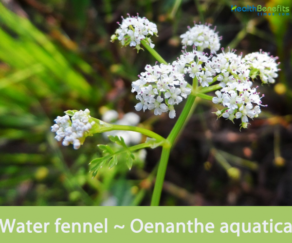 TraditionalusesandbenefitsofWaterFennel Health Benefits