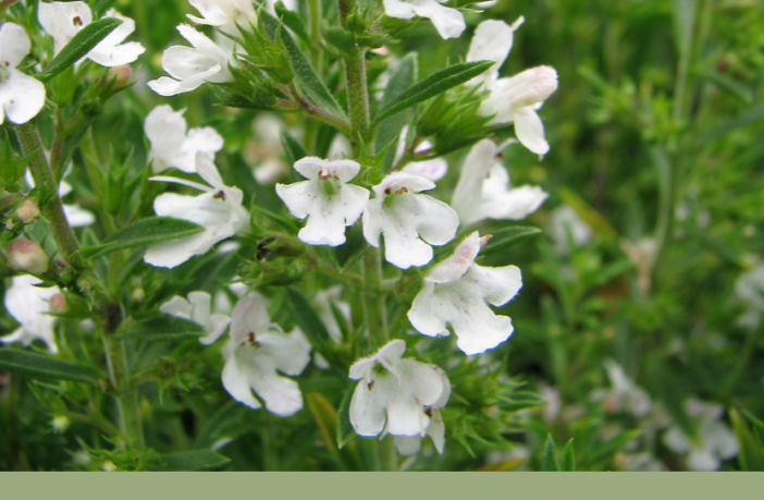 Image of Winter savory plant used in a medicinal tea