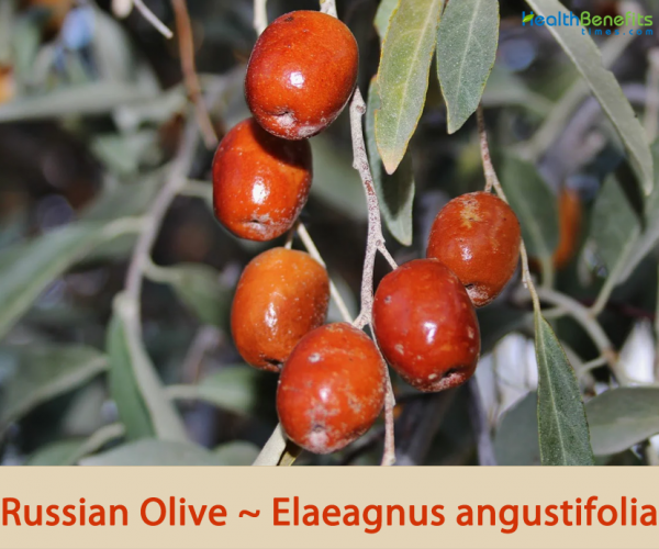 Russian olive facts and health benefits