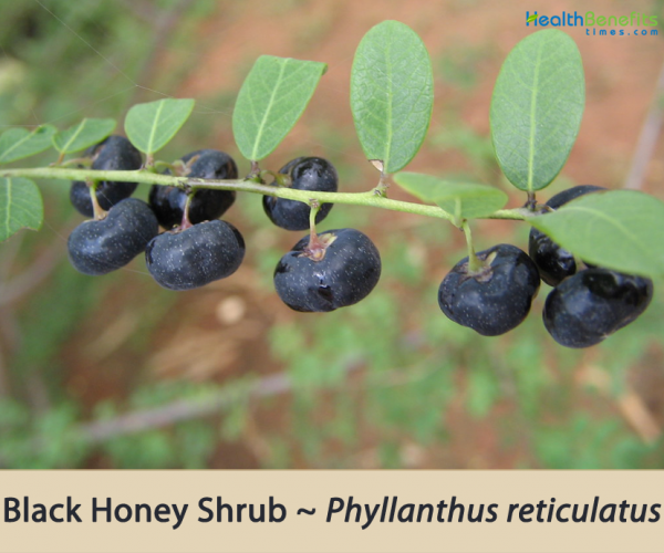 TraditionalusesandbenefitsofBlackHoneyShrub Health Benefits