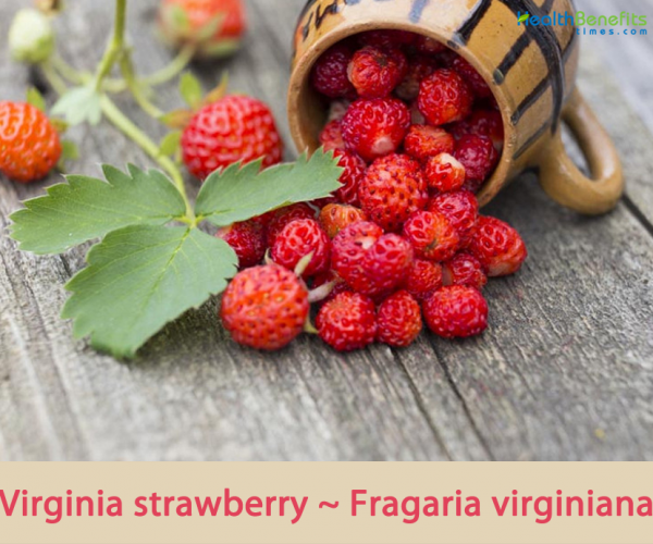 Virginia strawberry (Scarlet strawberry) facts and health benefits