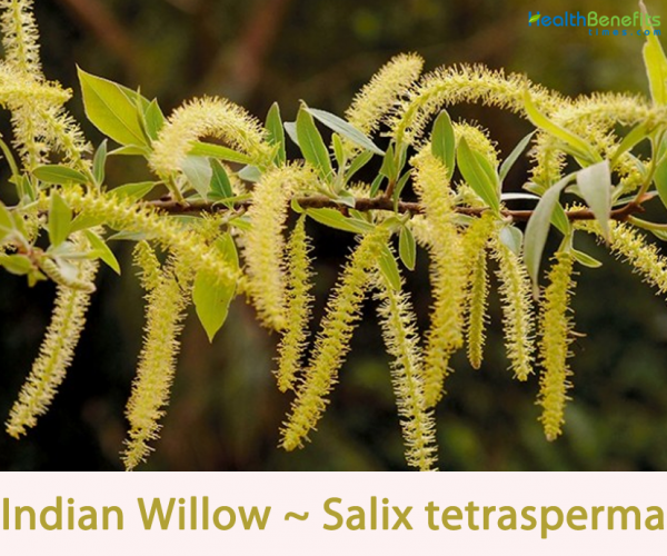 TraditionalusesandbenefitsofIndianWillow Health Benefits