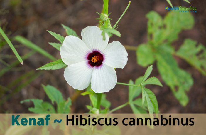 10 AMAZING HEALTH BENEFITS OF KOLA NUT visual data 8