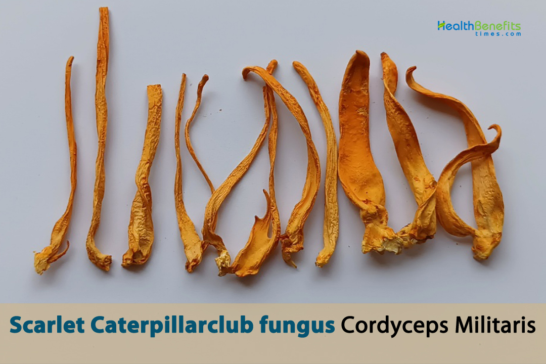 Scarlet Caterpillarclub Fungus