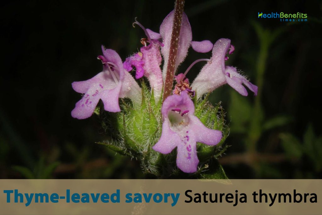 Health benefits of Thymeleaved savory
