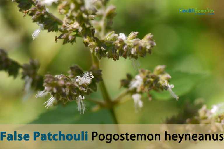 Parchula Insect Health benefits of False Patchouli - Health Benefits