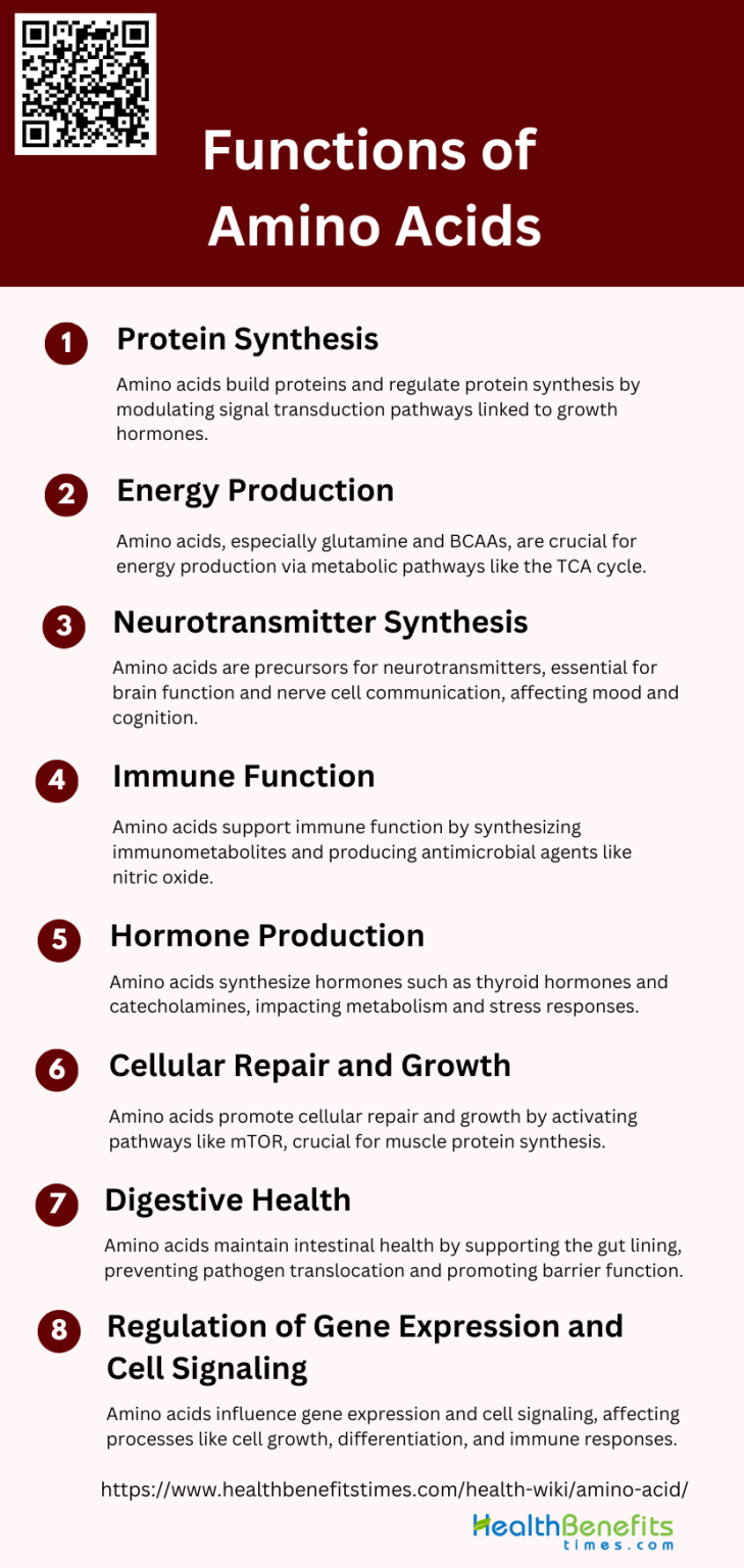 Functions of Amino Acids Health Benefits
