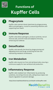 What are Kupffer cells? - Health Benefits