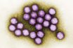 Adenovirus