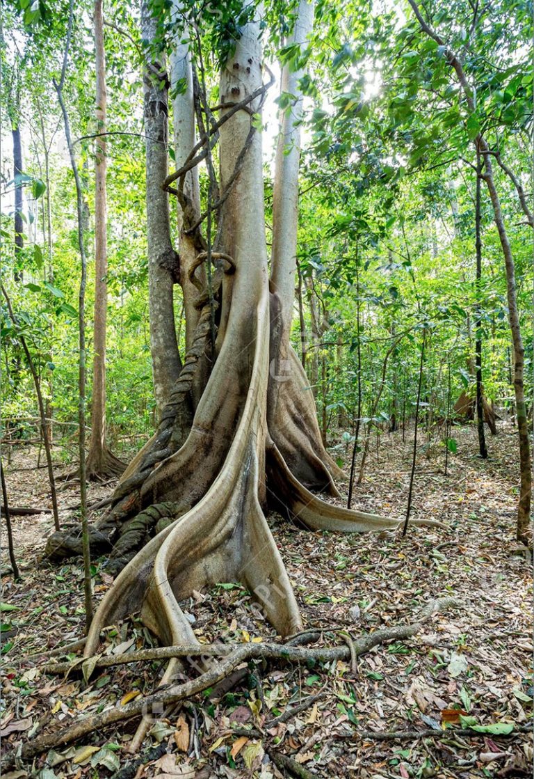 Buttress Definition of Buttress