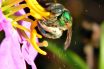 Buzz-pollination