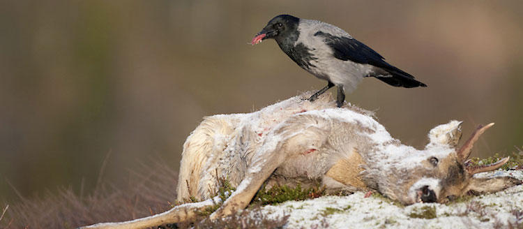 Carrion - Definition of Carrion
