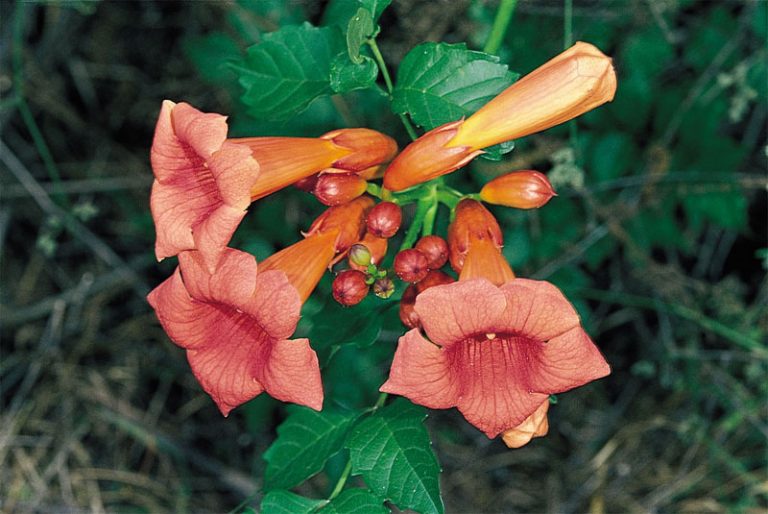 Corolla Definition of Corolla