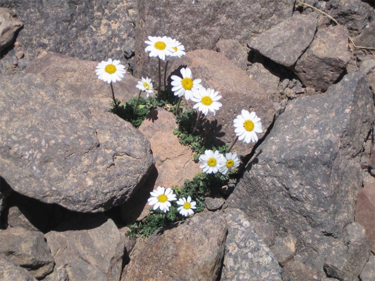 Crested Definition of Crested