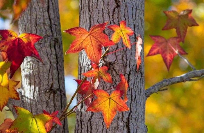 Deciduous Definition of Deciduous