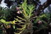 Epiphyte