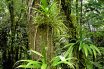 Epiphyte (adjective epiphytic)