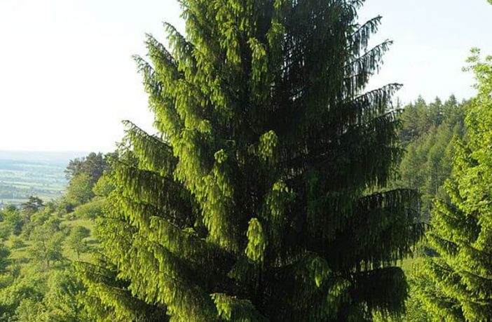 Evergreen - Definition of Evergreen