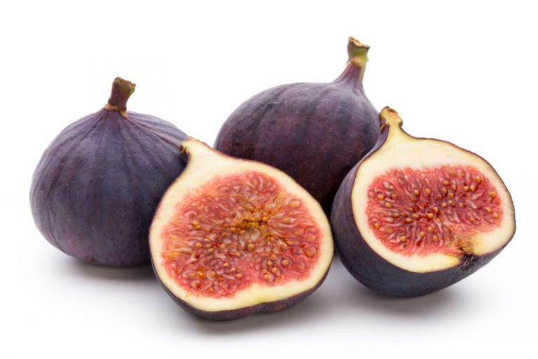 Fig Definition of Fig
