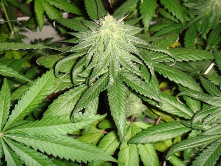 Flush Definition of Flush