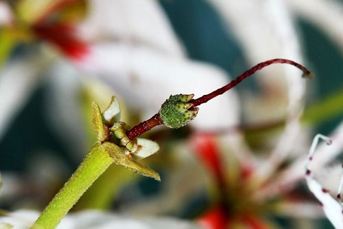 Gynophore Definition of Gynophore