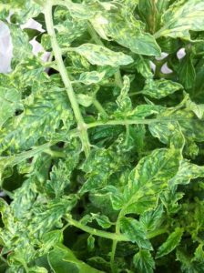 Motile - Definition of Motile