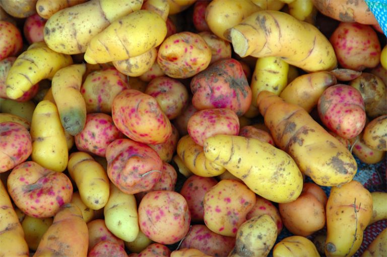 tuber-definition-of-tuber